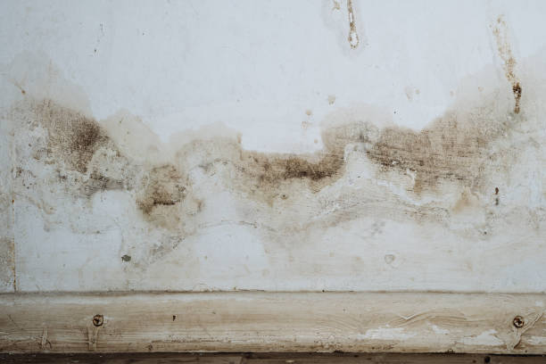 Why You Should Choose Our Mold Remediation Services in New Hope, MN